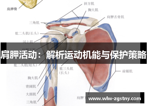 肩胛活动：解析运动机能与保护策略